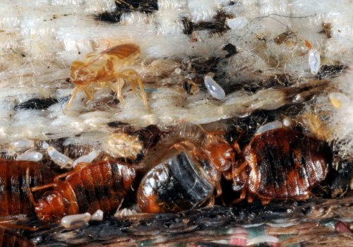 Will Essential Oils Get Rid of Bed Bugs?